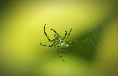 Close-up of spider