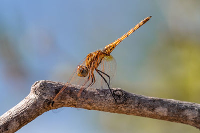 Close-up of dragonfly on branch