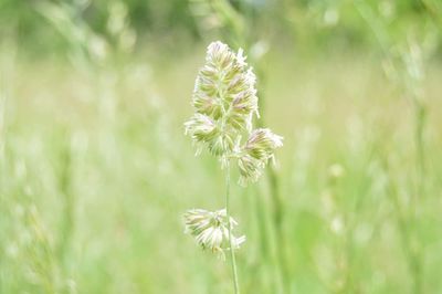 Close-up of flower growing in field