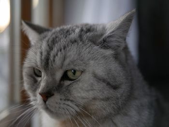 Close-up portrait of a cat