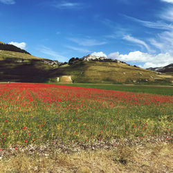 Flowers growing on field against sky