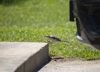 Northern mockingbird mimus poslyglotto hopping onto a cement step with its prey