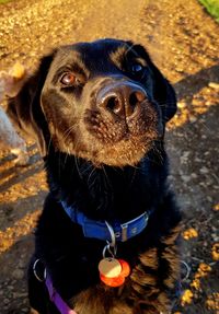 Portrait of dog