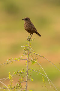 Close-up of bird perching on a branch