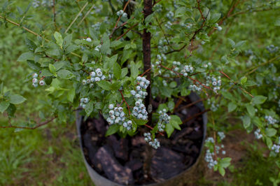 plant