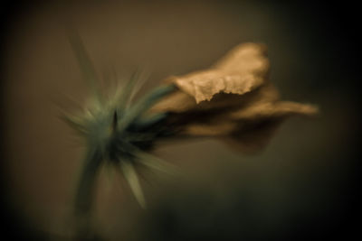 Close-up of dandelion against white background