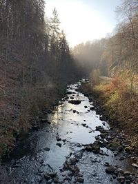 Stream flowing amidst trees in forest against sky