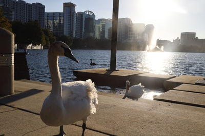 Seagulls in a city