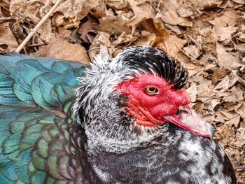 Close-up of a duck