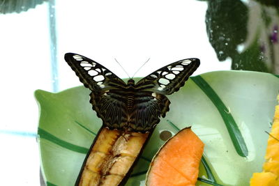 Close-up of butterfly pollinating flower