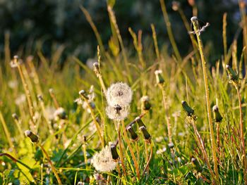 Close-up of fresh white flowers in field