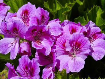 Close-up of pink flowering plants