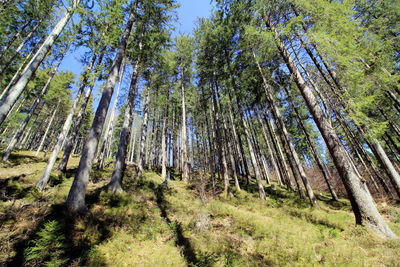 Low angle view of trees in forest