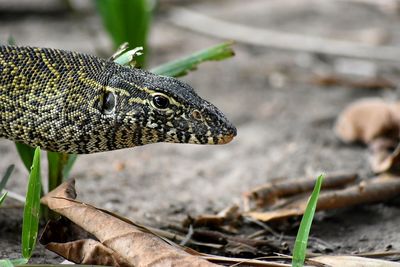 Close-up of lizard