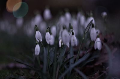 Close-up of flowers blooming outdoors