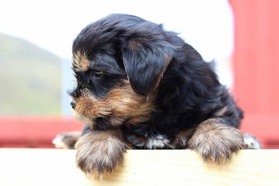 Close-up of a dog looking away