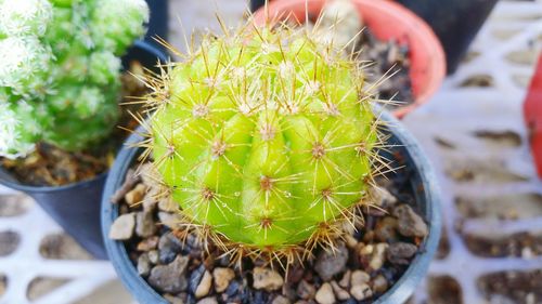 High angle view of cactus in potted plant