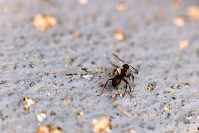 Close-up of ant on ground