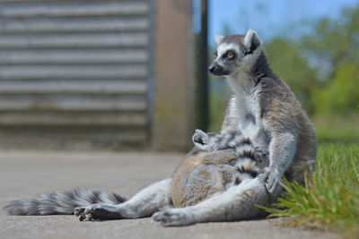 Two members of a lemur family, the mother and baby, relax out in the sun.