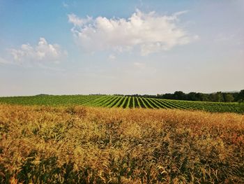 Scenic view of field against sky