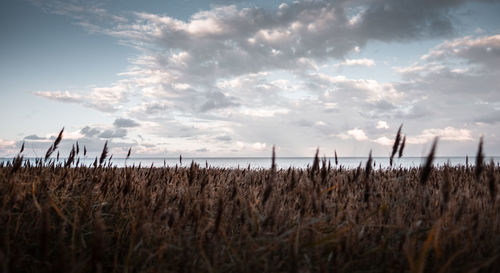 Plants growing on land against sky