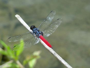 Dragonfly in the dark