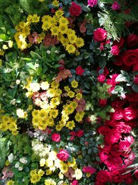 High angle view of pink flowering plants