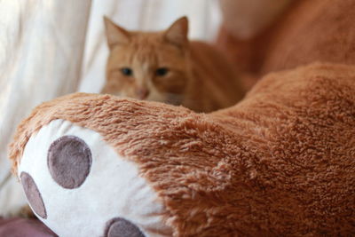 Close-up of cat sitting by stuffed toy