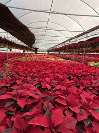 Close-up of red flowering plants in greenhouse