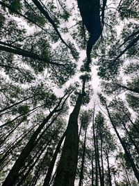 Low angle view of tree in forest