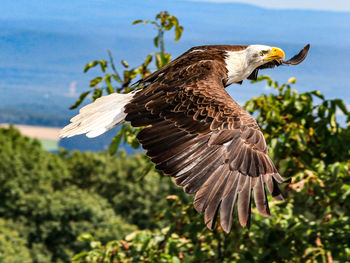 Close-up of eagle flying