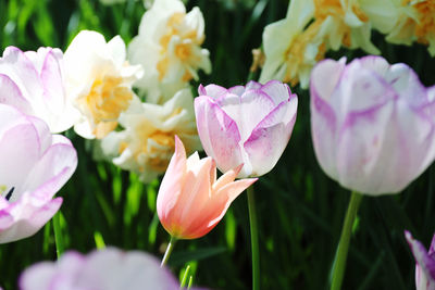 Close-up of pink flowering plants in park
