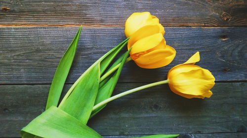 High angle view of yellow flowering plant on table