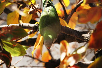 Close-up of fruits growing on tree