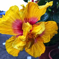 Close-up of yellow hibiscus blooming outdoors