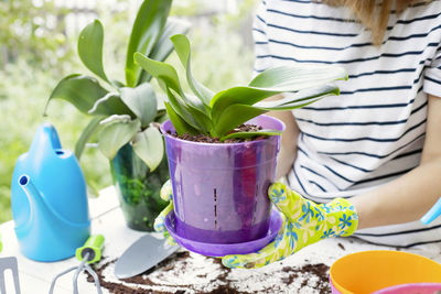 Close-up of potted plant on table