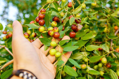 Midsection of person holding berries growing on plant