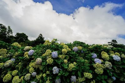 Scenic view of flowering plants against cloudy sky