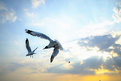 Low angle view of seagulls flying in sky