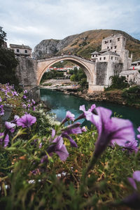 View of flowering plants and bridge over river