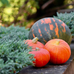 Close-up of pumpkin