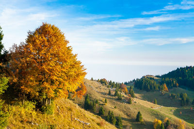 Scenic view of trees against sky during autumn