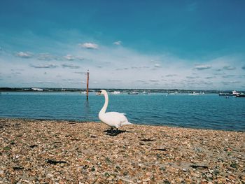 Swan at sea shore against sky on sunny day