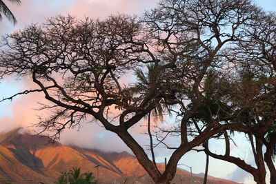 Bare tree against sky during sunset