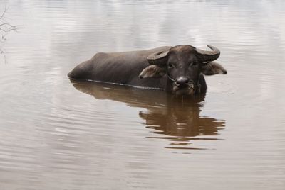 Horse in a lake