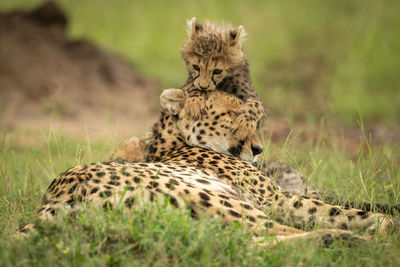 Cub lies leaning on head of cheetah