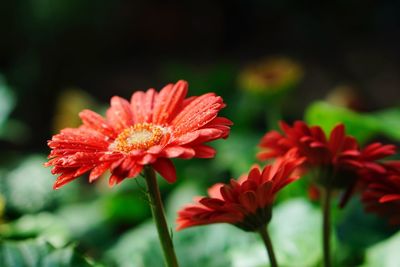 Close-up of red flowering plant in park