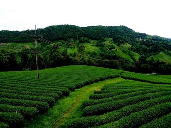 Scenic view of agricultural field against mountain