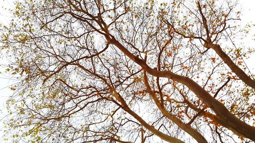 Low angle view of bare trees