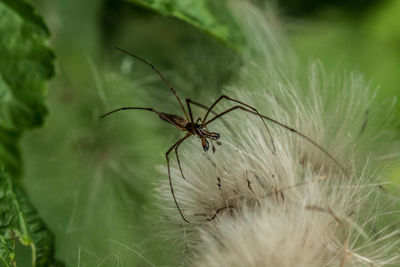 Close-up of spider on grass